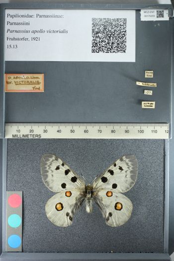Media type: image;   Entomology 175203